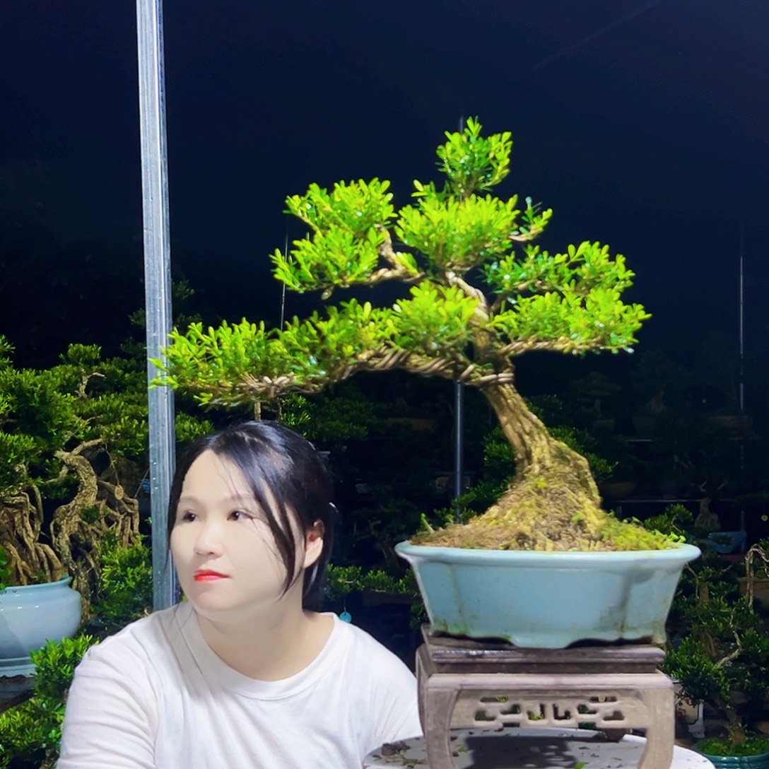 无花朵黄杨木        