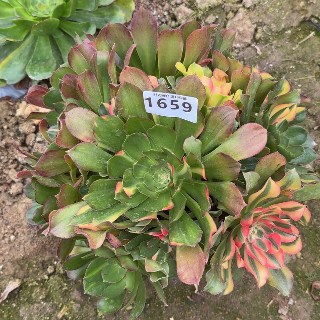 1659邵修七彩多肉植物