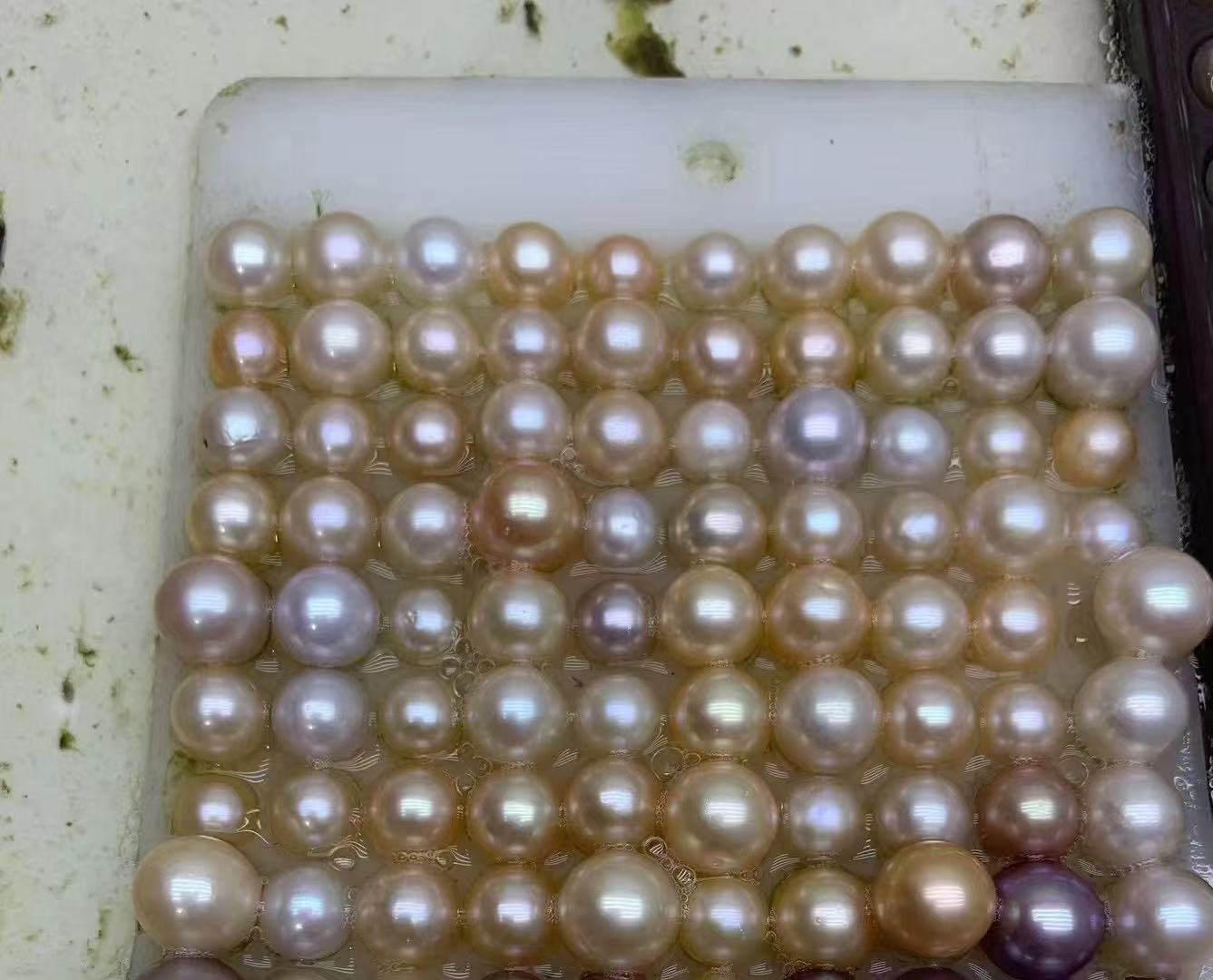 爱迪生单珠体验蚌（活体开蚌不退不换） 可di定制成品