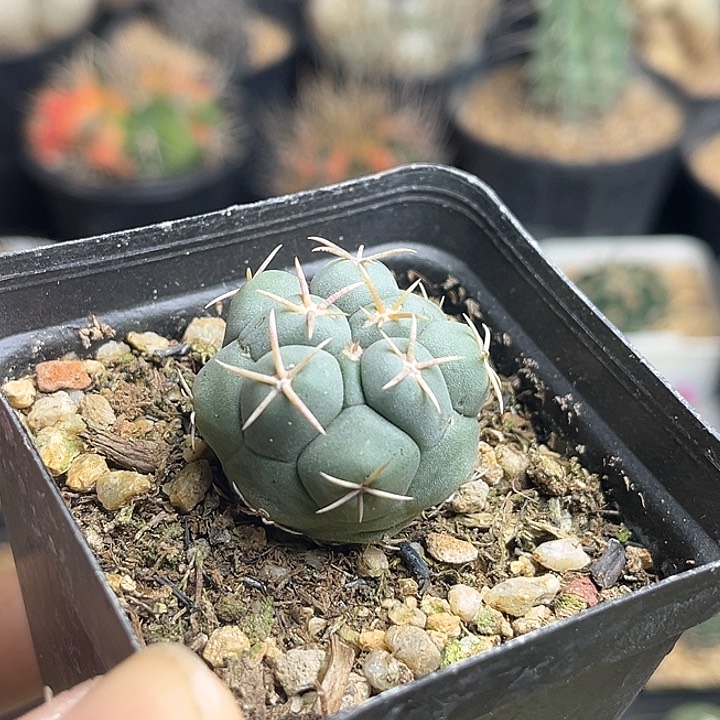 白肌天晃实生球2.9公分