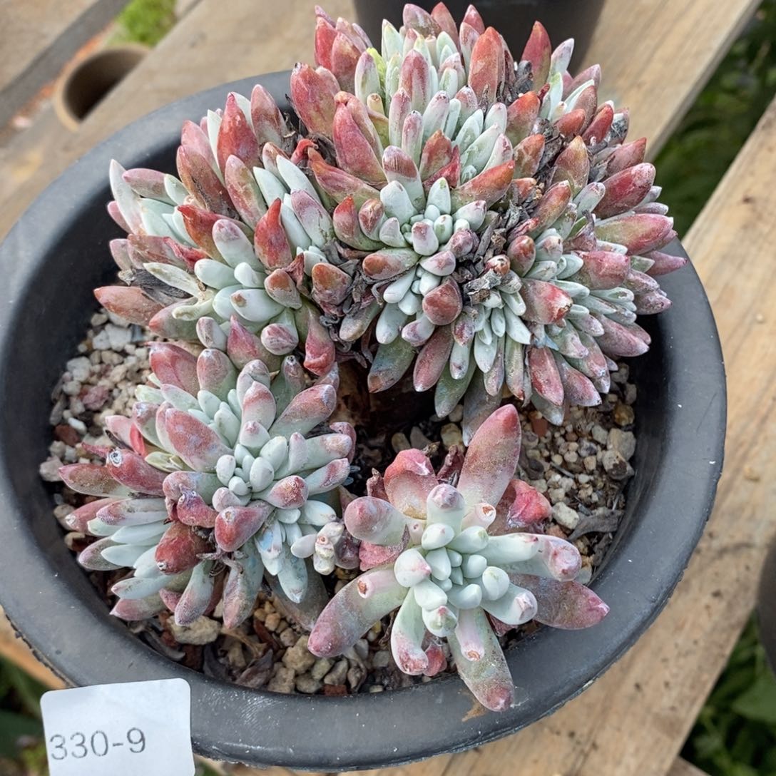 9号凯伊思缀福利啦