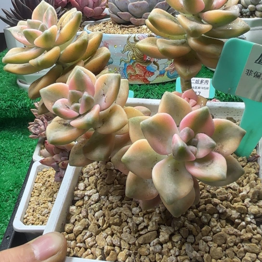 唐二姐多肉编号121