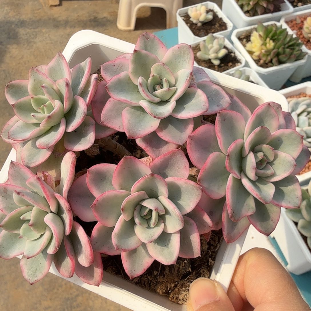 奶油黄桃锦底座，多肉植物