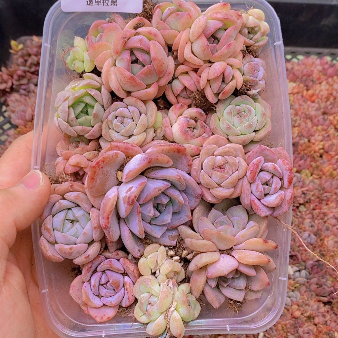 86多肉一物一拍链接