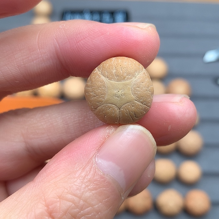 吊坠凤眼菩提18+五星，非质量问题开孔不退