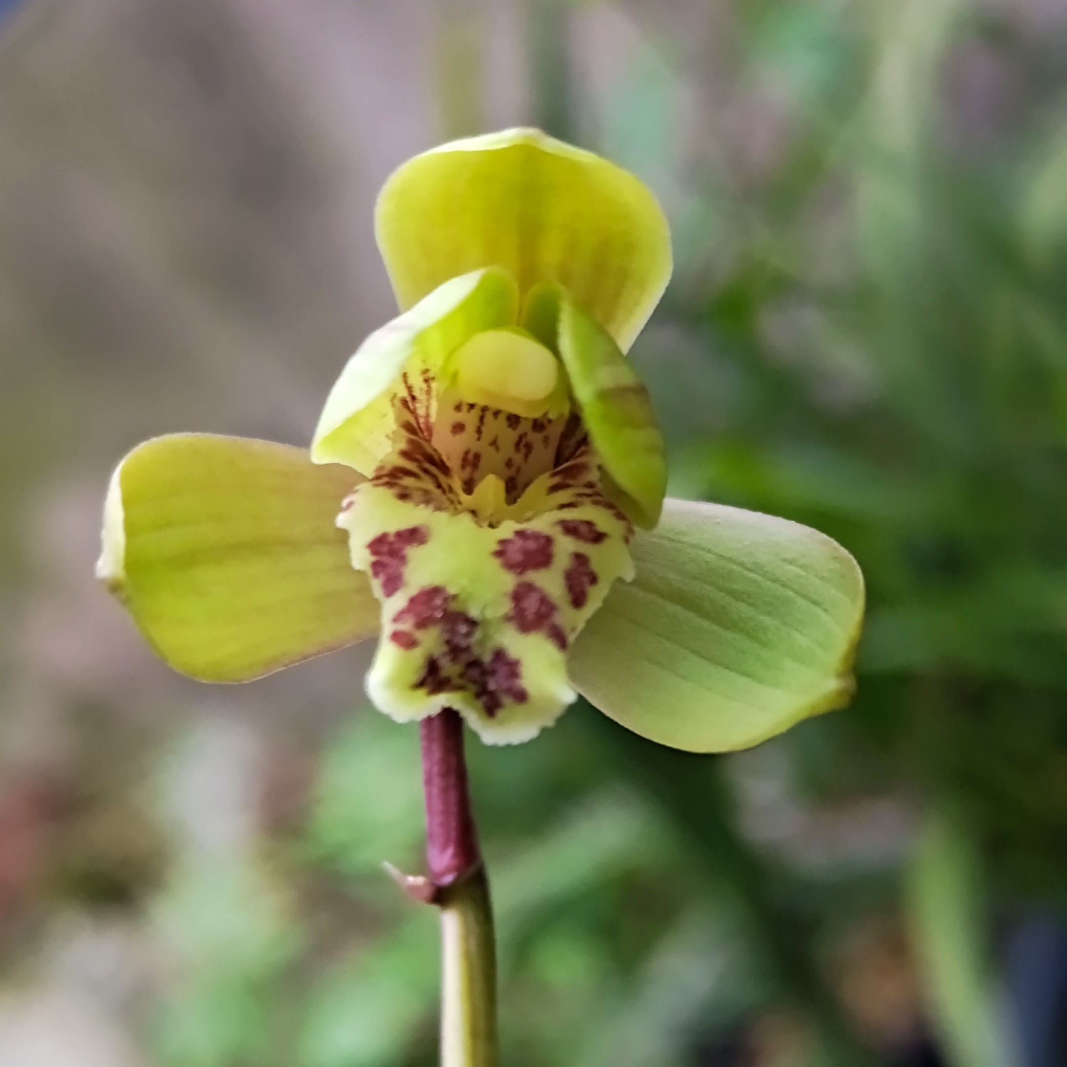 兰花专拍，拍前联系主播