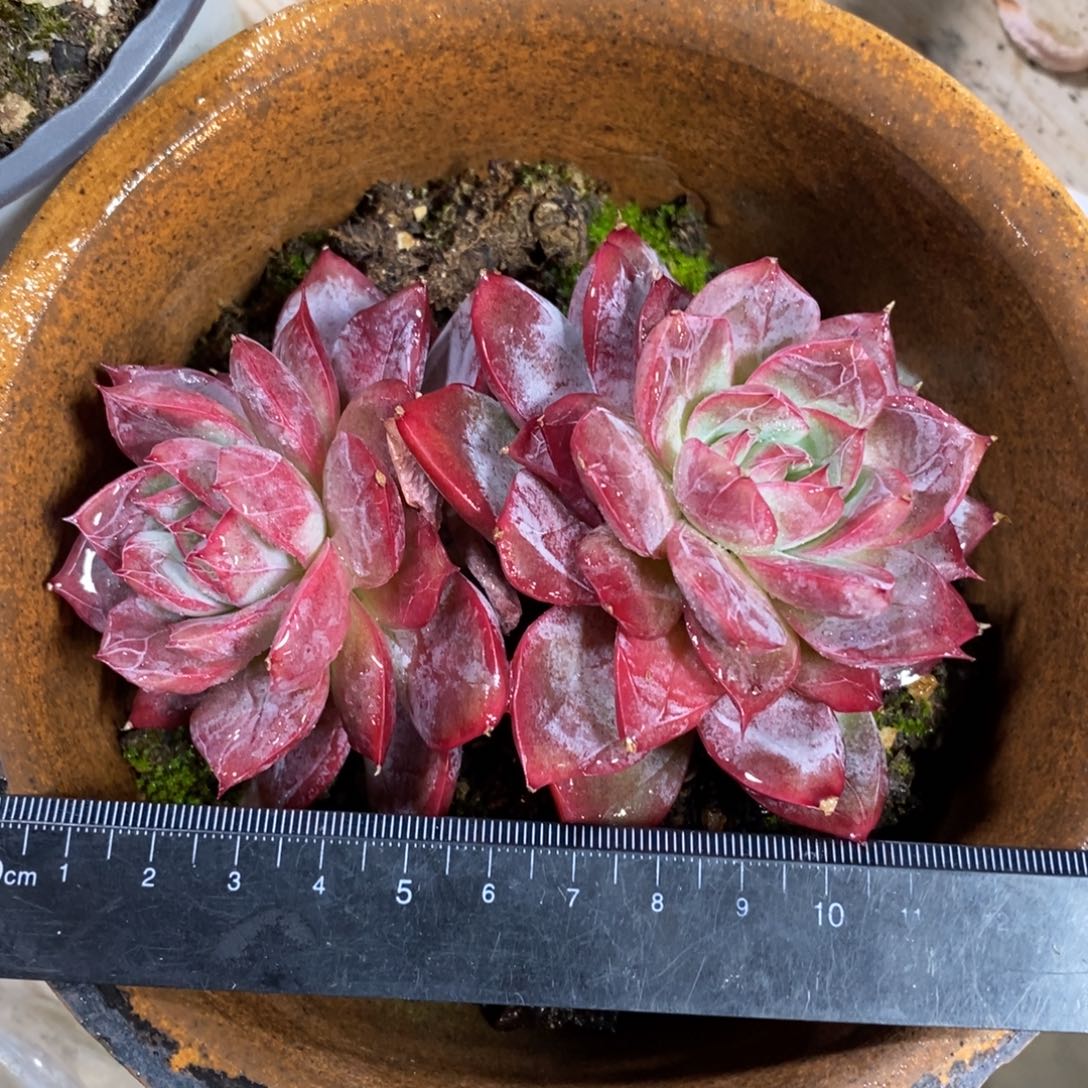 自助下单一物一拍，可寄养，可问主播规格多肉