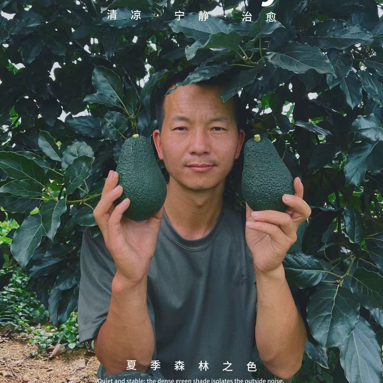 （按斤卖）哈斯新鲜牛油果即食熟果营养丰富适合宝宝辅食