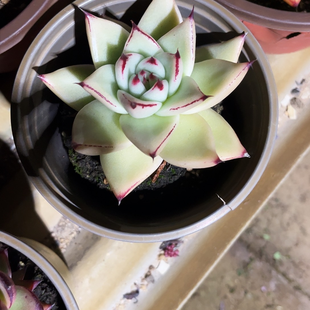 南***国330多肉植物提取萃取剂