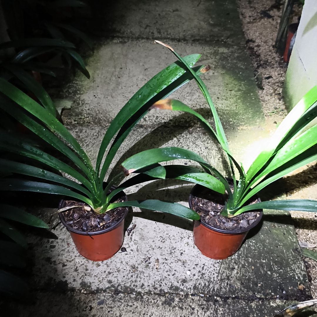 用***1完全开放平尾绿残叶特惠两棵