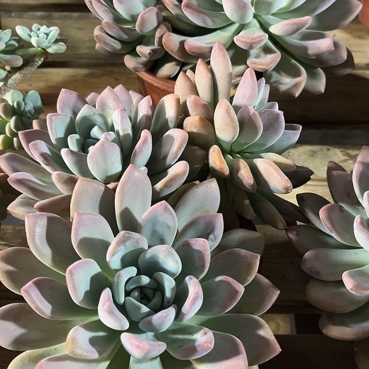 奥普琳娜亿米多肉