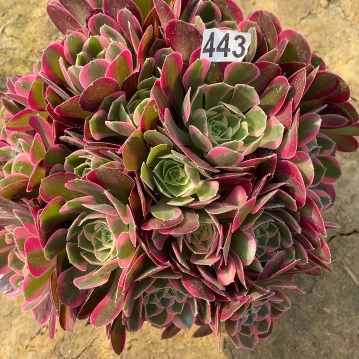 443多肉植物妖月