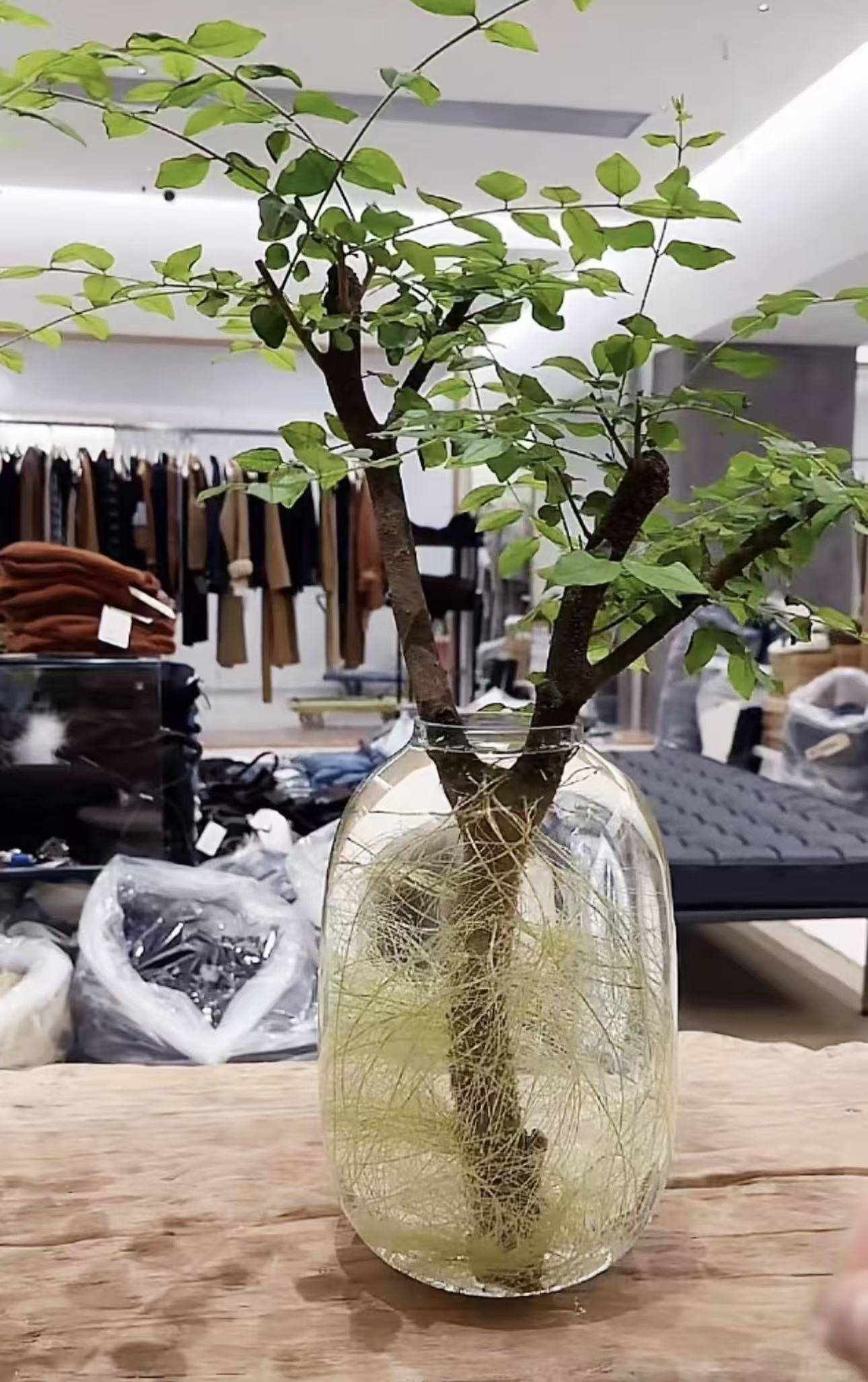 「 小叶女贞 」水培鲜切枝室内好养易活绿植适合茶室客厅