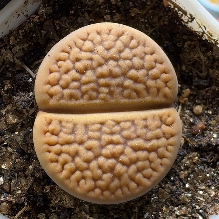 生石花1111111。   168