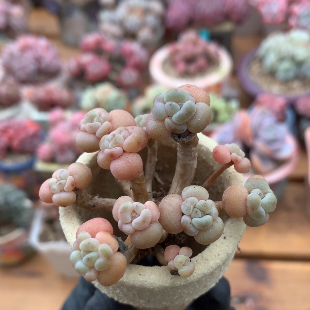 洛可可开播福利 002