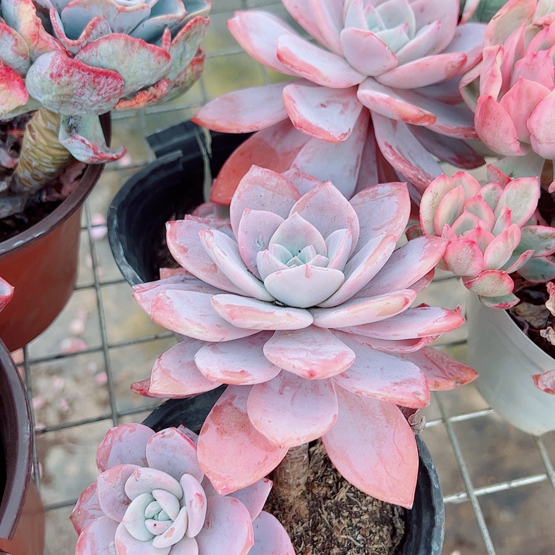 红茶大单头精品特价二盆