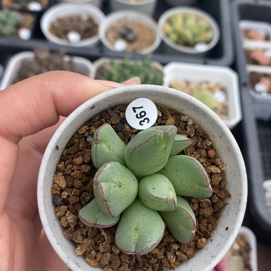 977水饺9头（多肉