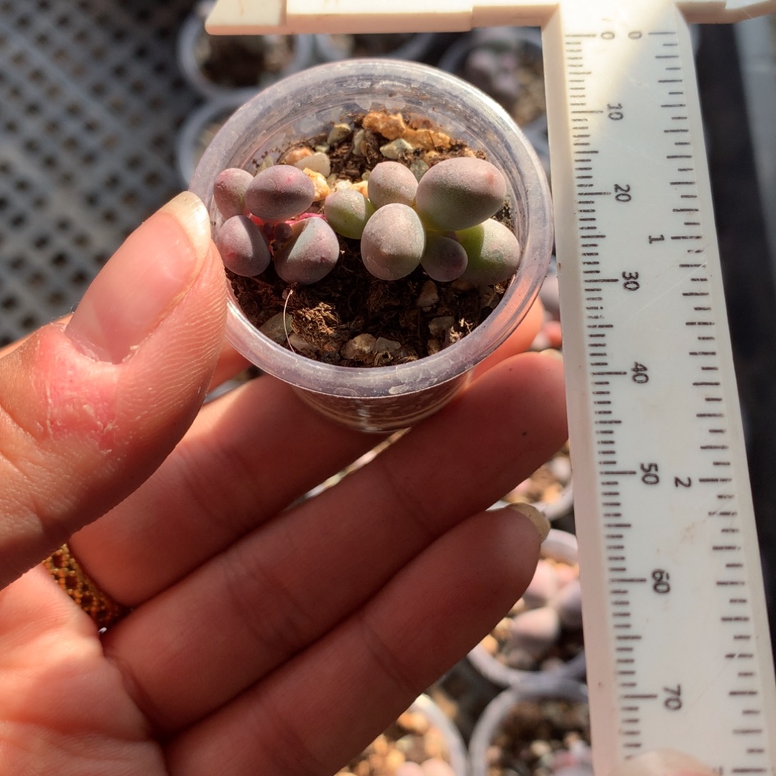 两个单头米可多肉植物