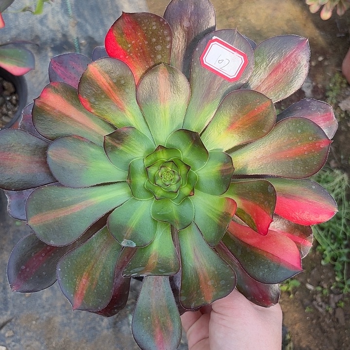 巫毒七彩102多肉植物法师