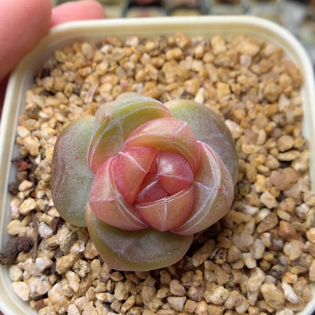 W32 ，柿子多肉20包邮，偏远地区不发货