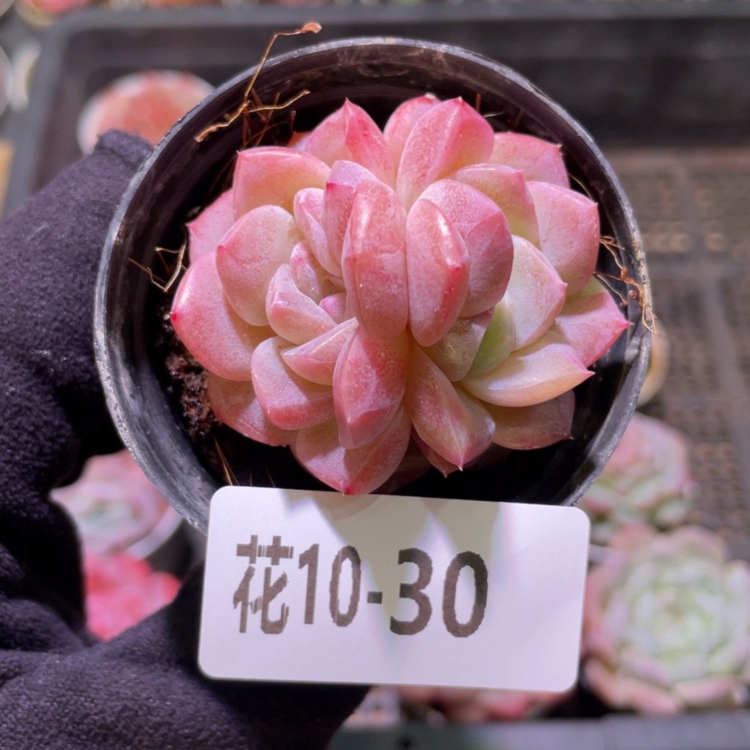 花利美10-30新品双头