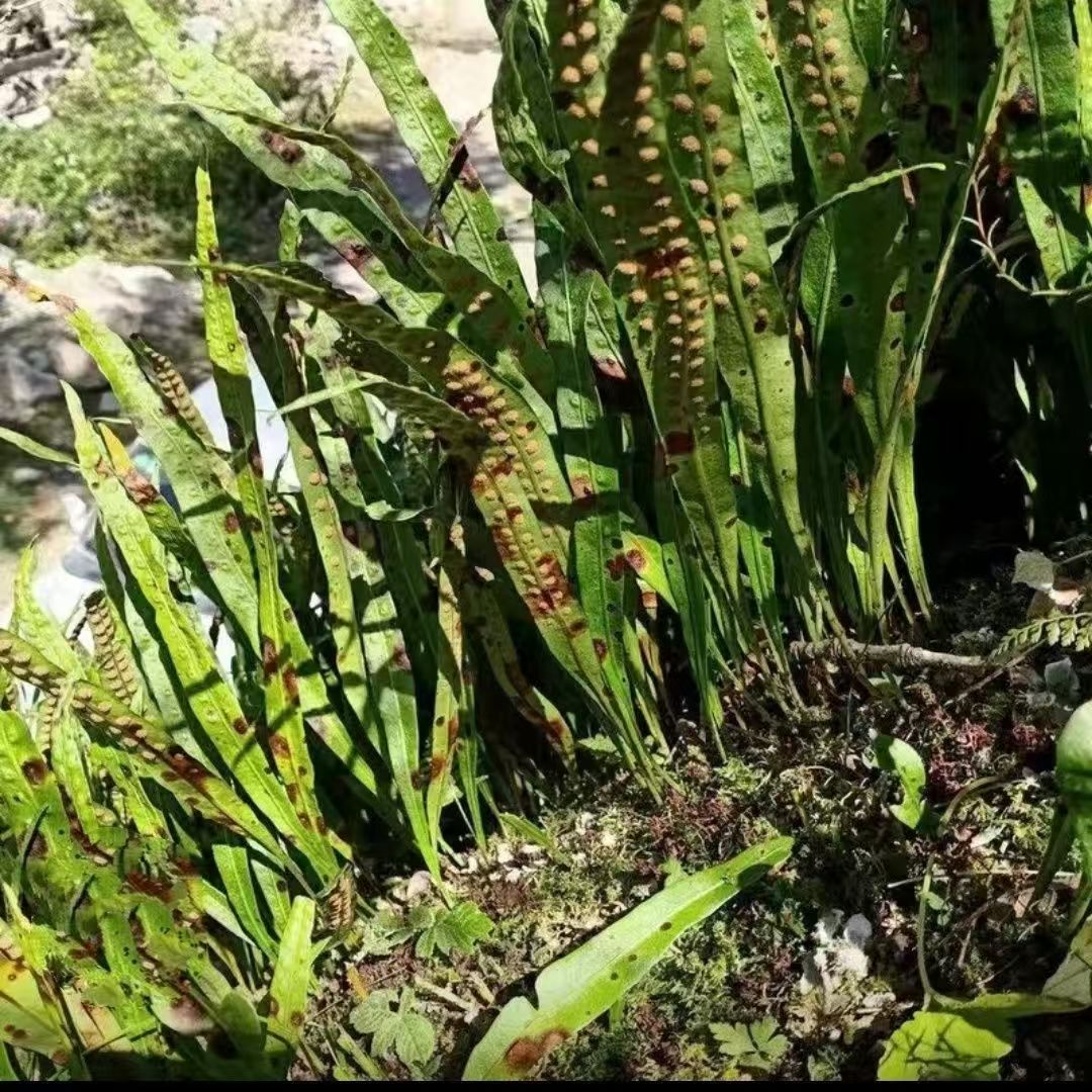 【荣升】深山小草-赠枸杞-自然晾晒-可泡水