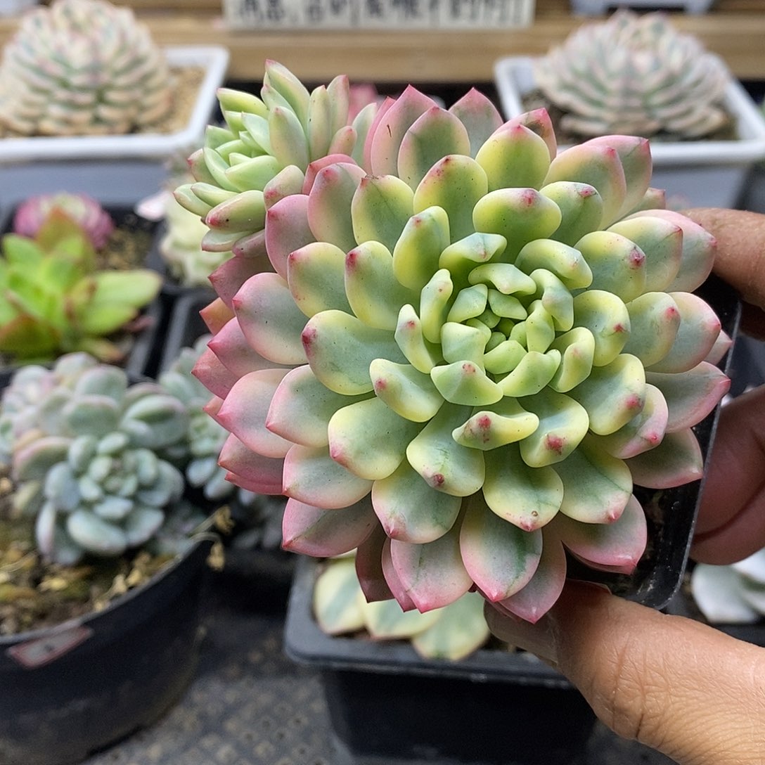 0311 蓝苹果覆轮锦带崽