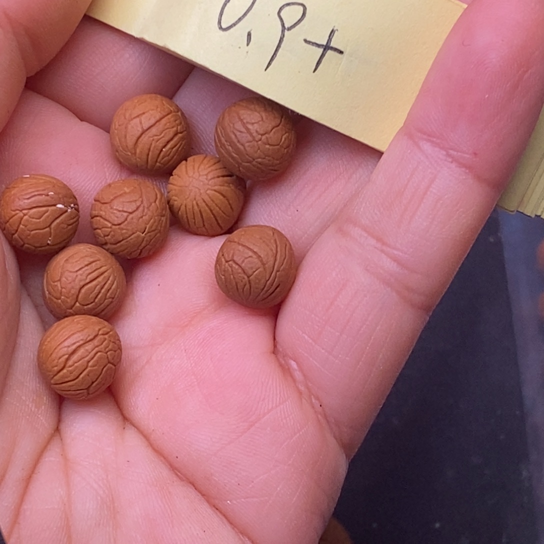 秦岭龙纹桃核23颗