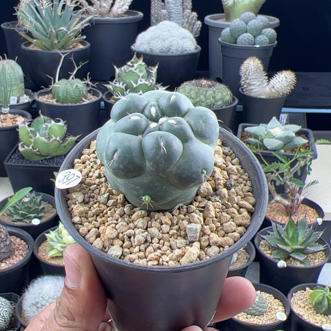 无刺象牙4.2一物一拍