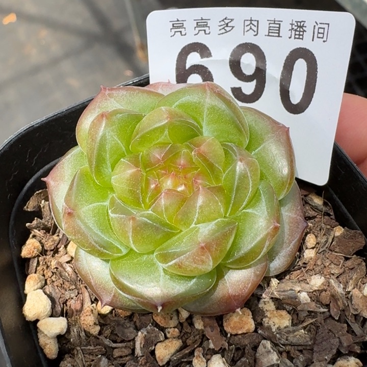 油桃子            多肉植物