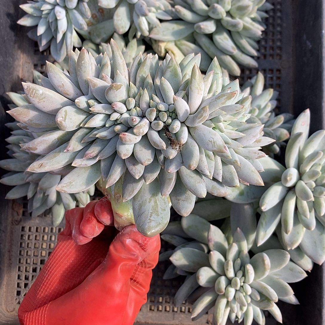 哥特缀化随机发货托盘里面