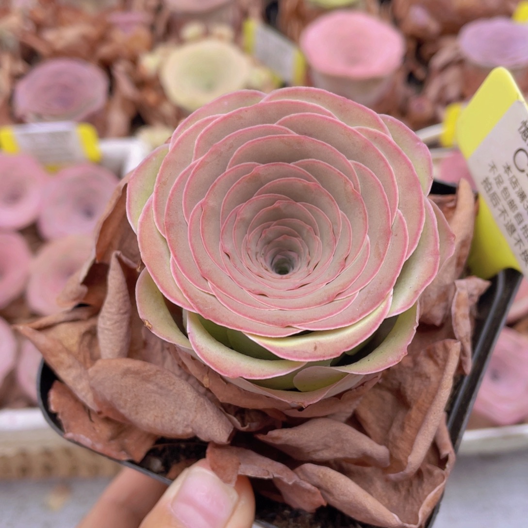 山地玫瑰C257满38包邮裸根发货