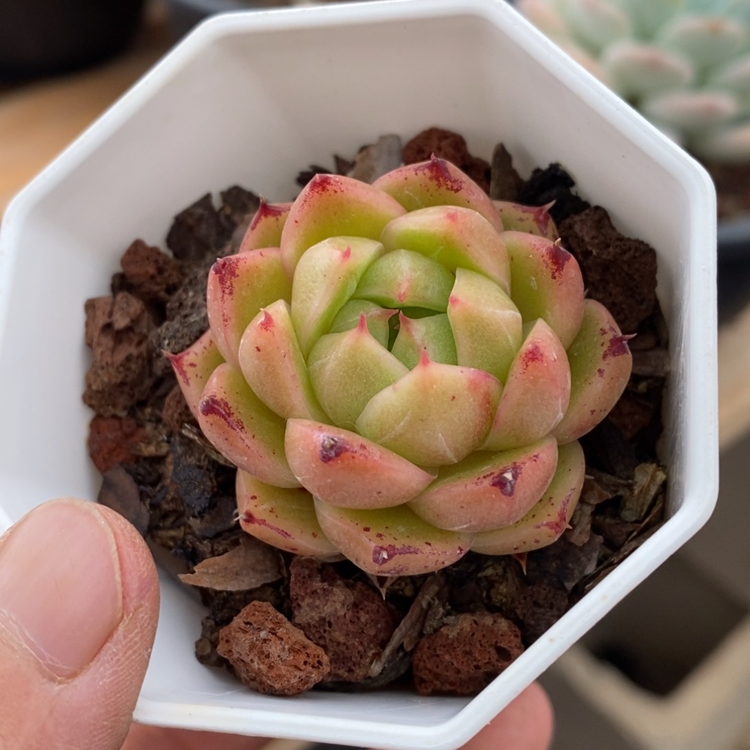 精品多肉一物一拍不包整133