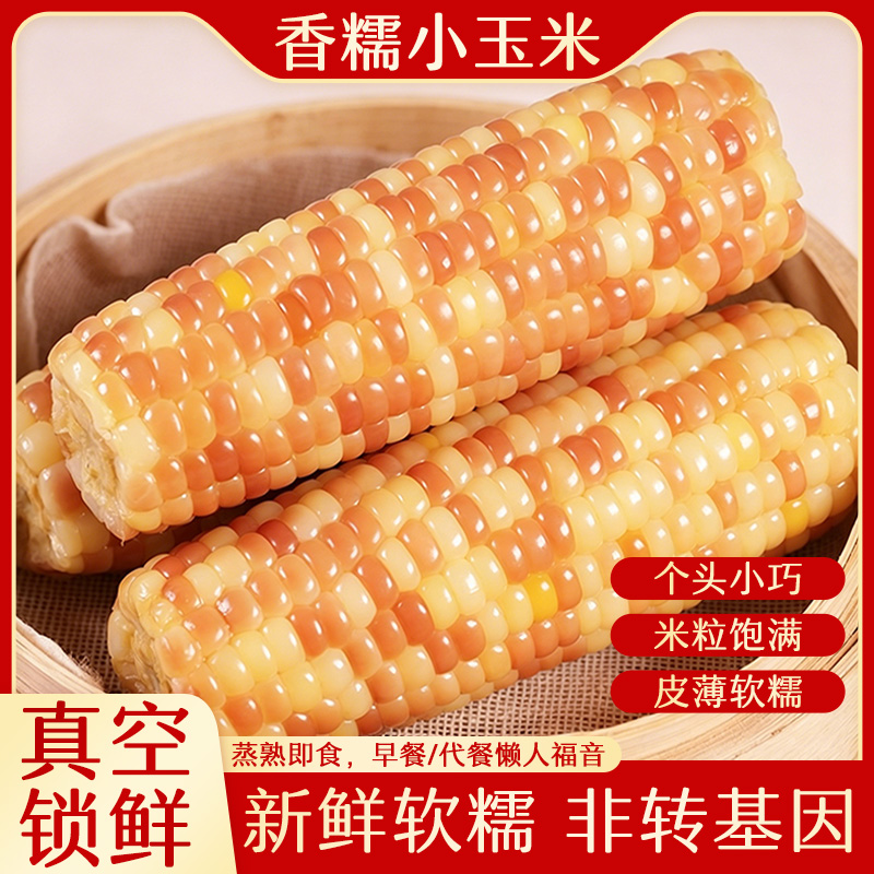 《精品》花糯小玉米新鲜现摘甜糯饱满——原产地发货