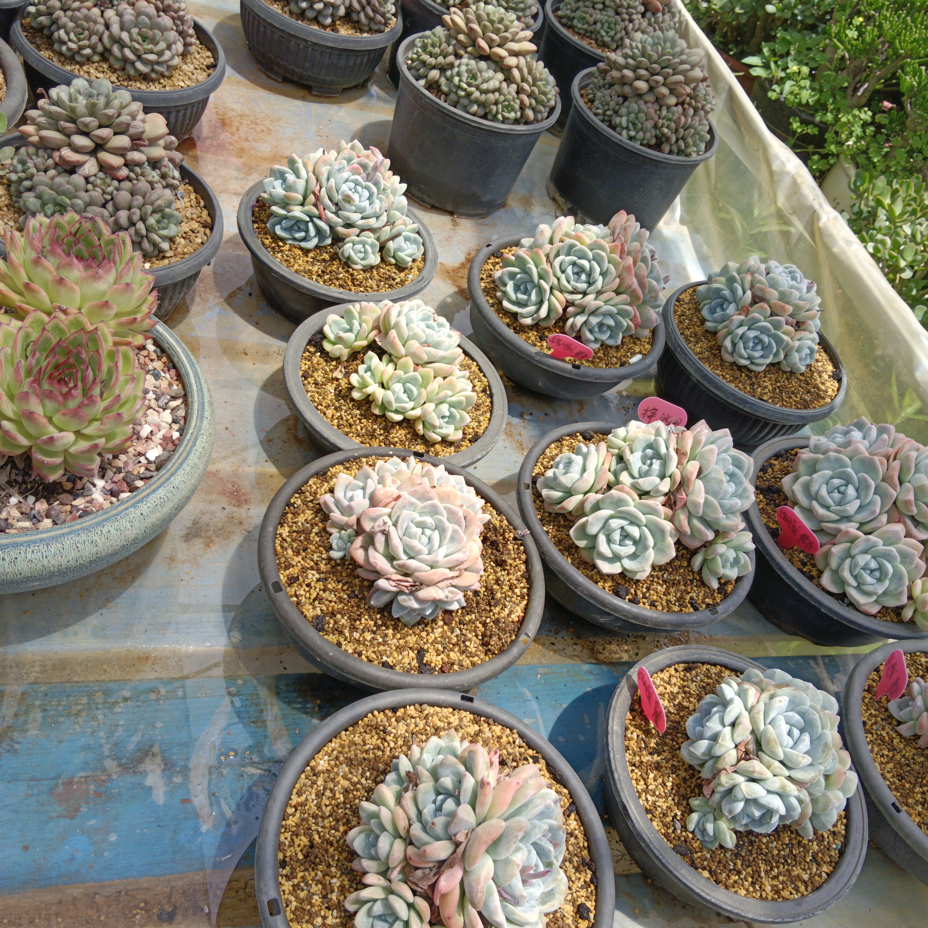 冰玉四棵多肉植物