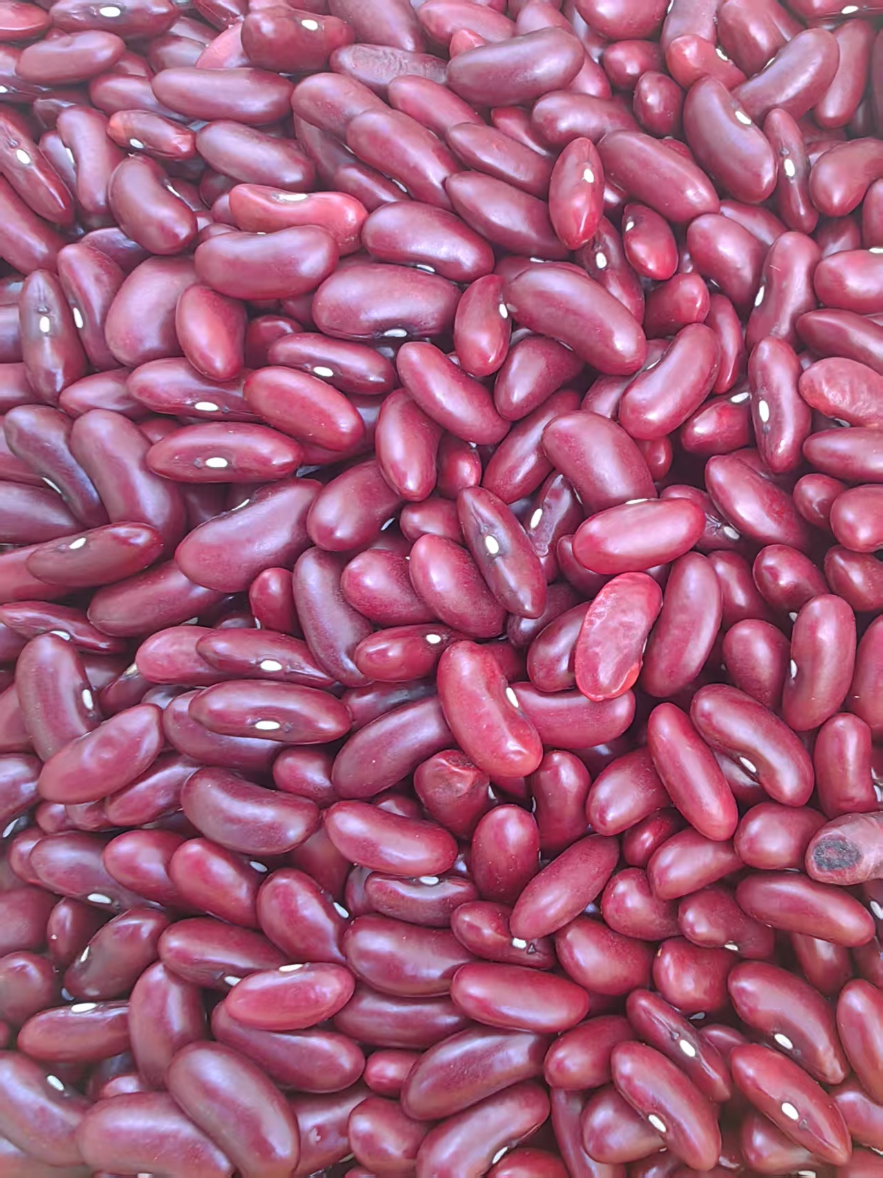 红腰豆酸菜红皮花生红皮大山红腰豆高山美食特色红腰豆干货正宗