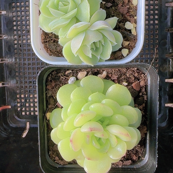 花时光精品多肉21