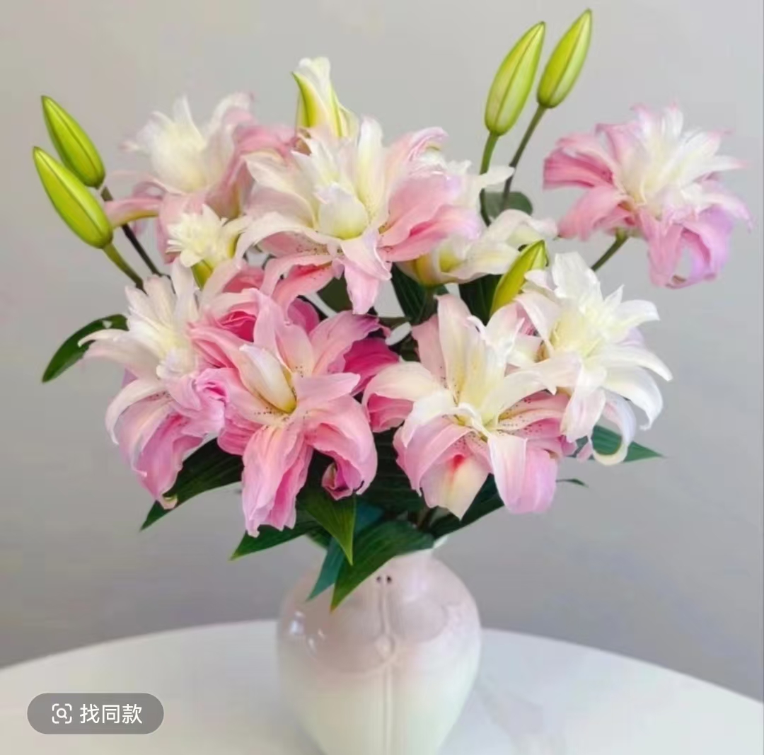 【女神戴安娜】高端白粉色重瓣香水百合鲜花顺丰包邮