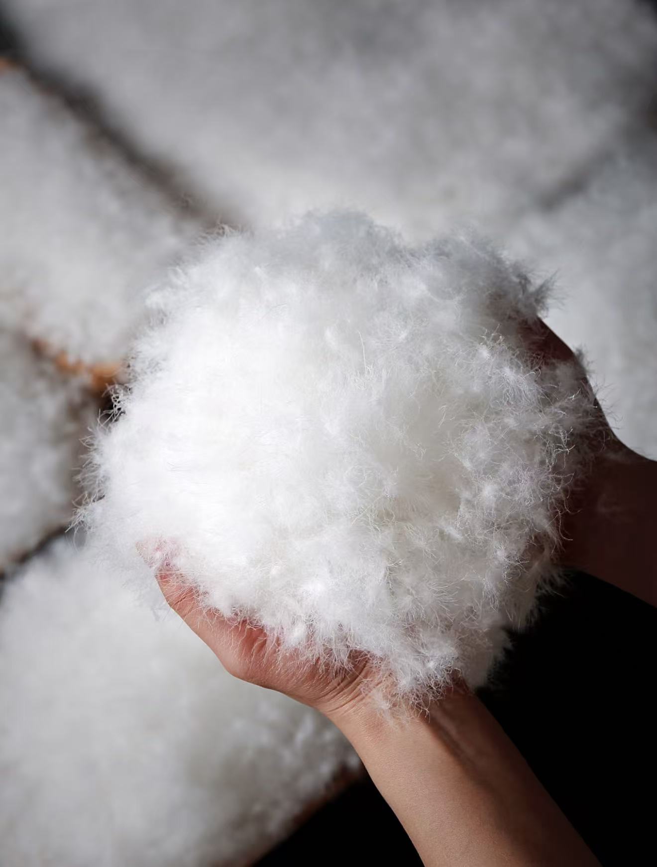 CHEN HENG鹅绒服（HC）82255