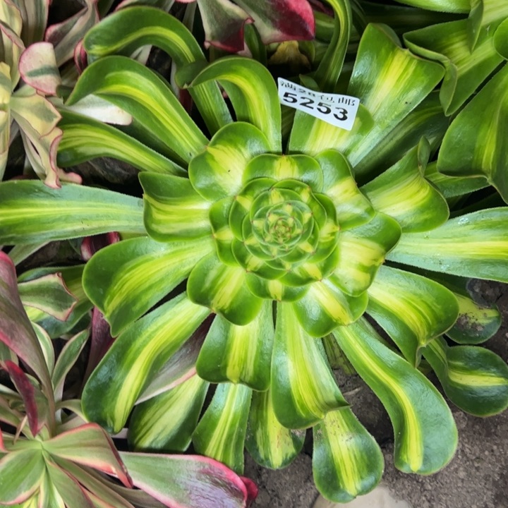 5253南暴君多肉植物