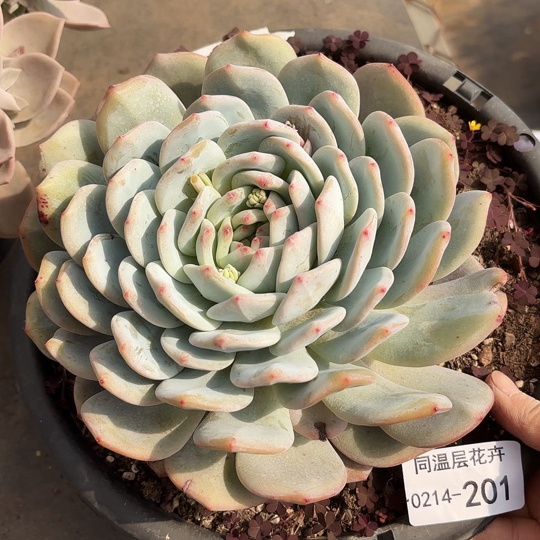 同温层多肉橙子201