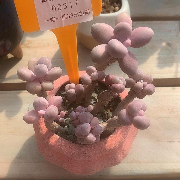 00317安璐璐小姐姐咯哦