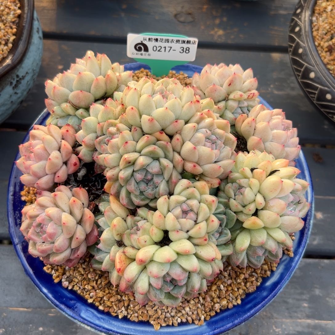 多肉一物一拍0217-38