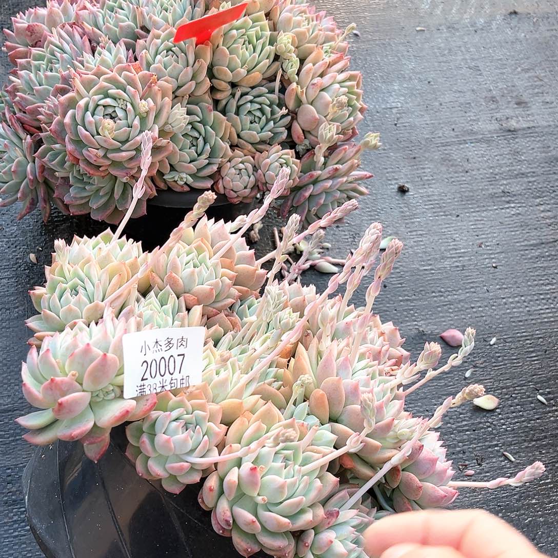 霜花大群生20007