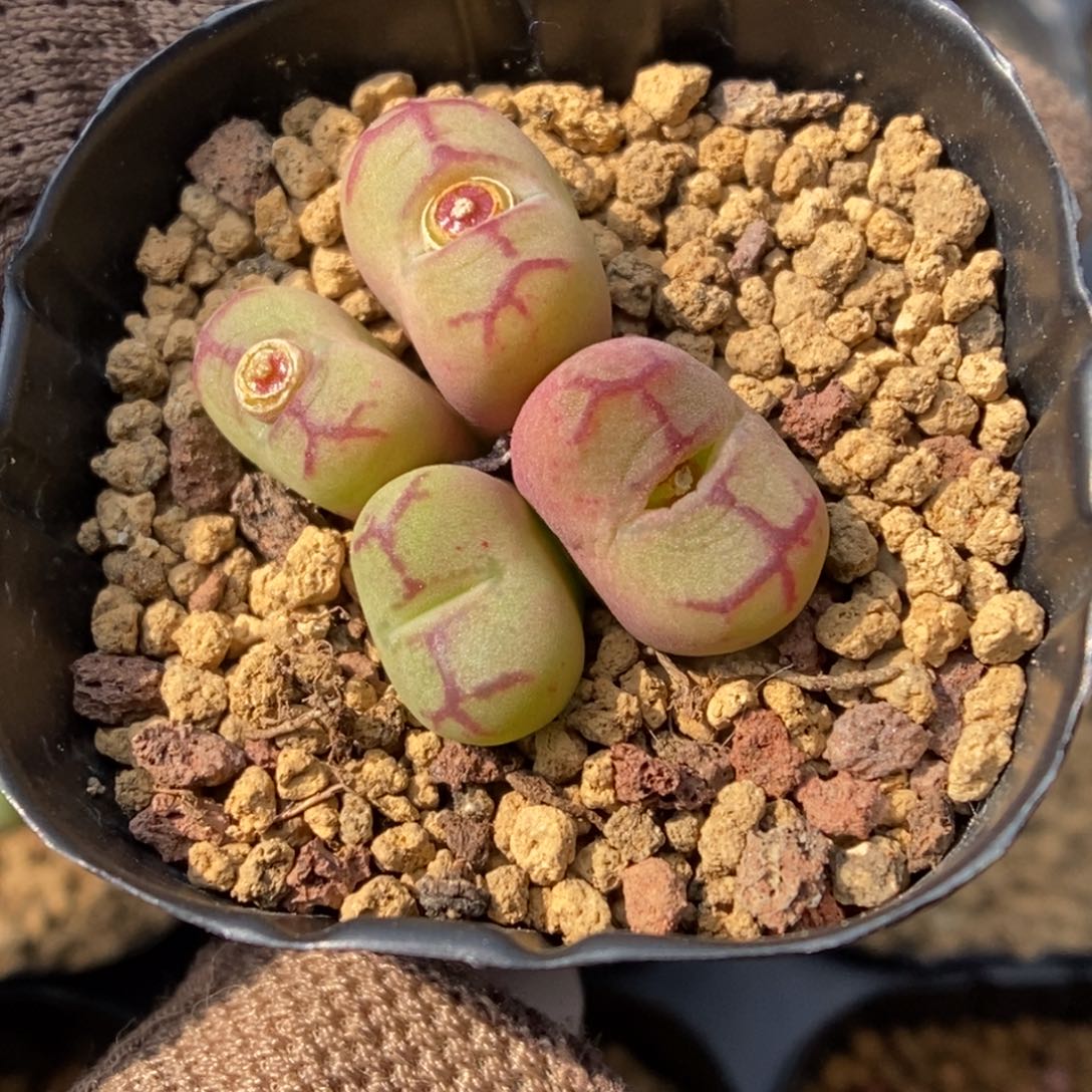 多肉植物肉锥杂交K-455