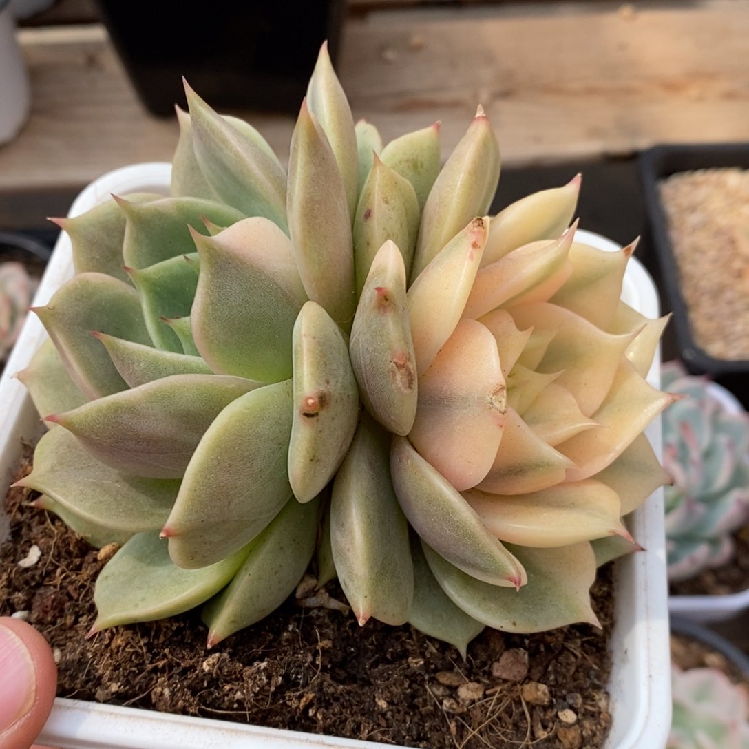 花*贝贝加尔湖锦多肉植物