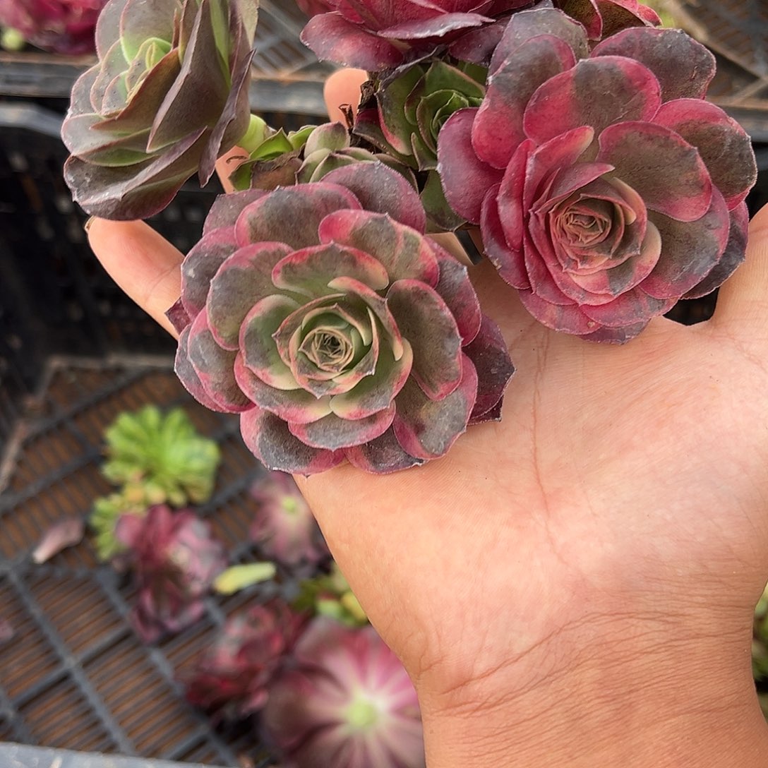 家***娃精品多肉植物265知否