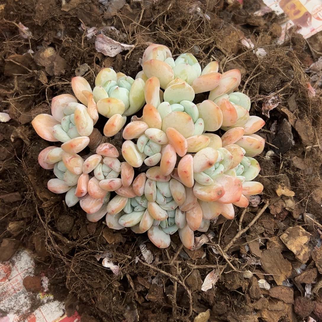 冷香满天星zzzzzzzz