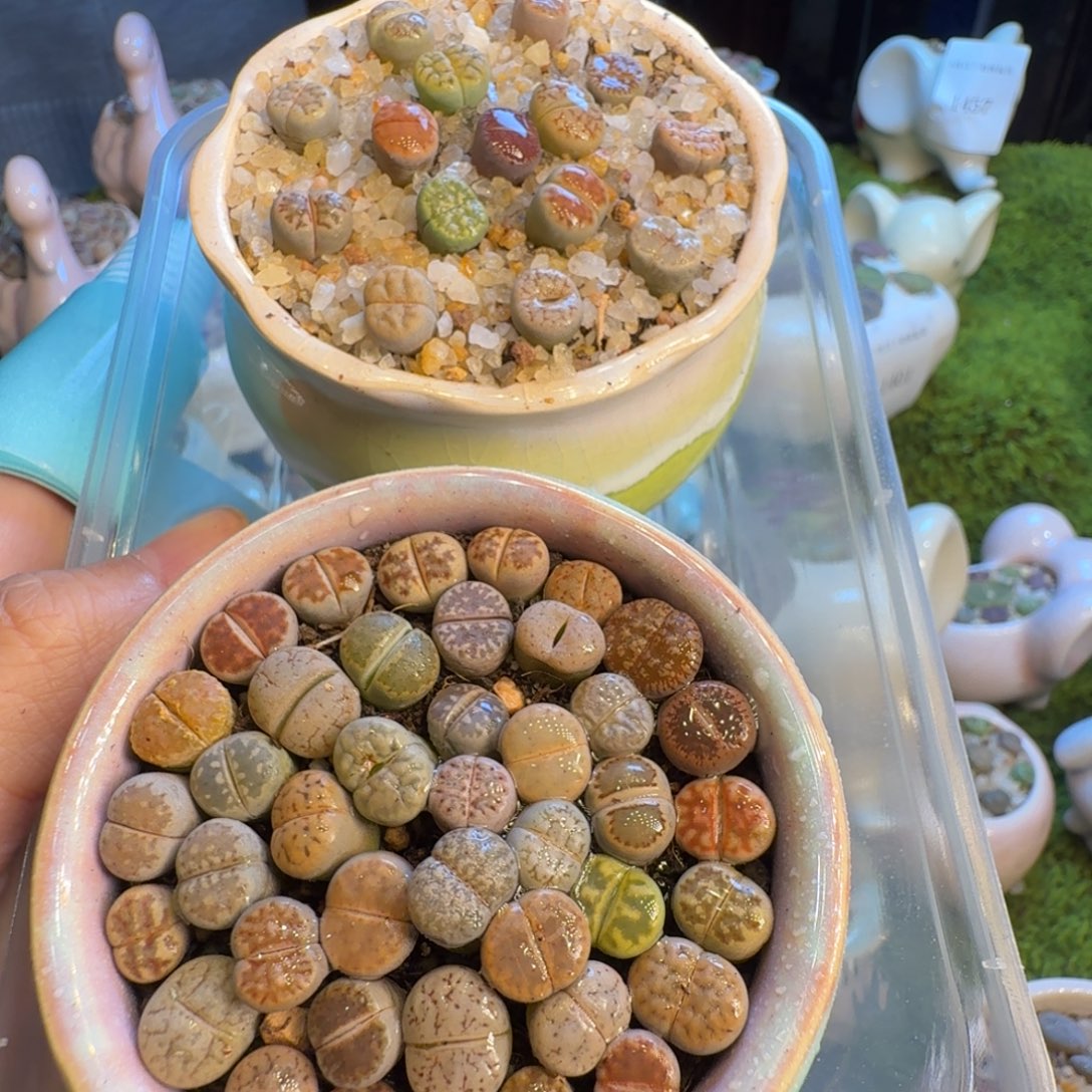多肉植物福利冲1462