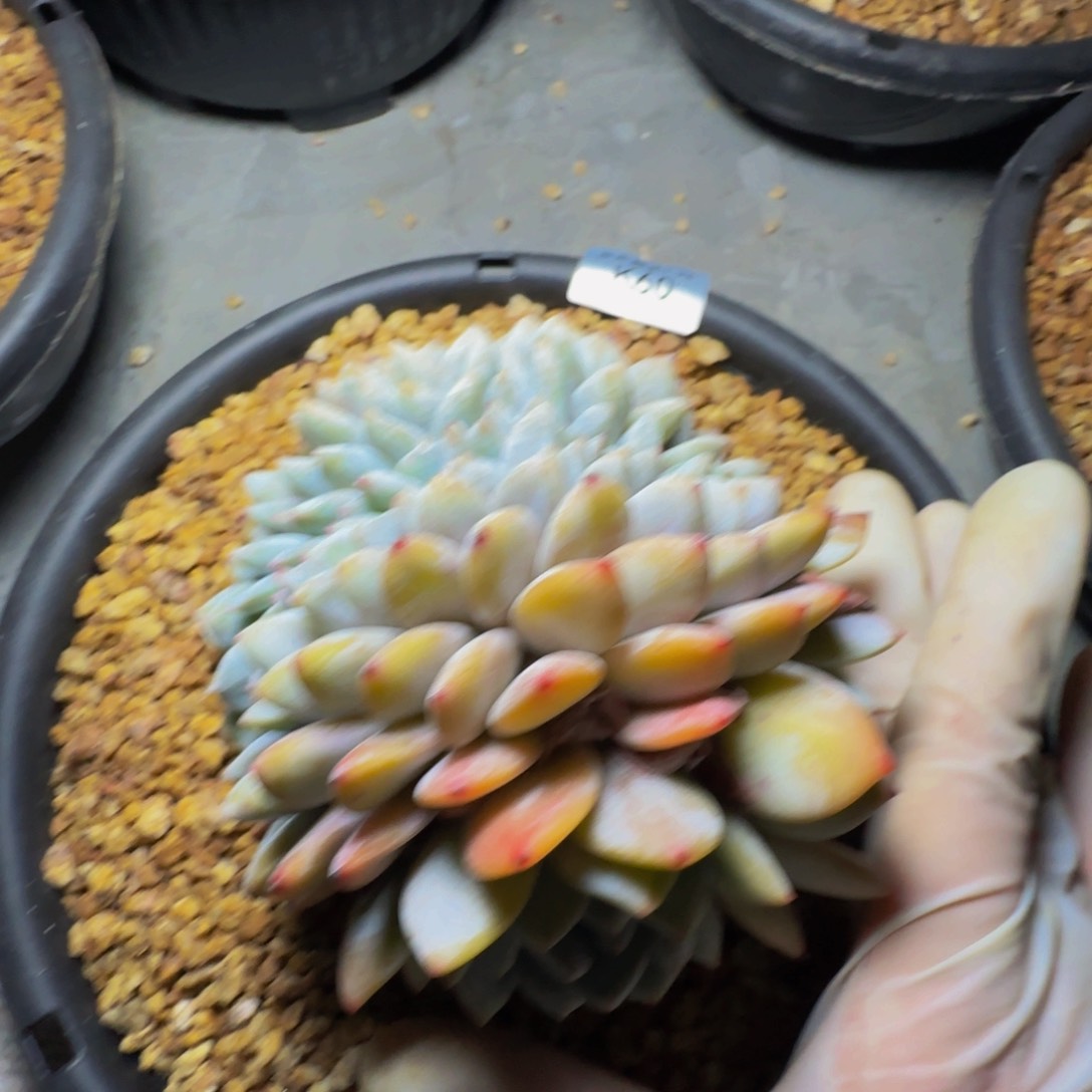 人**琳k k k k k k k k k 60